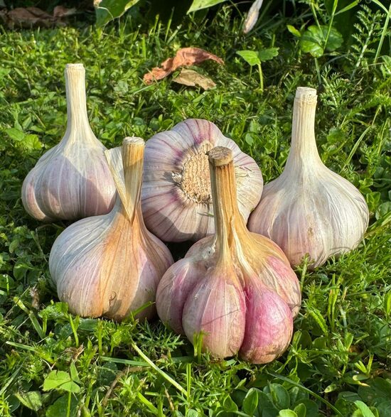 Ziemas ķiploki "GUATEMALA IKEDA"